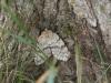 Lymantria dispar